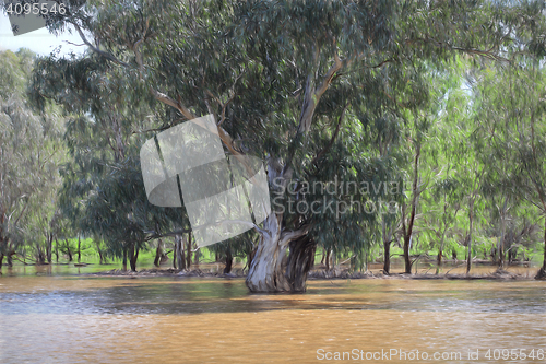 Image of Gum Tree in Floodwaters