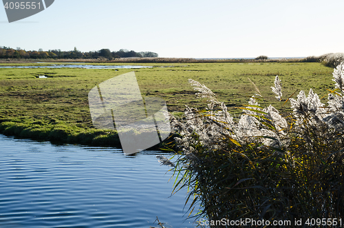 Image of Fluffy reeds in a wetland