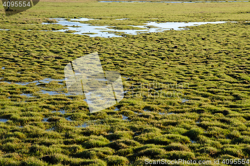 Image of Tufted green wetland