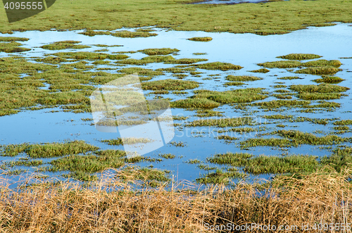 Image of Bright green wetland