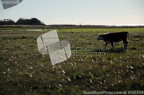 Image of Backlit cow in a wetland