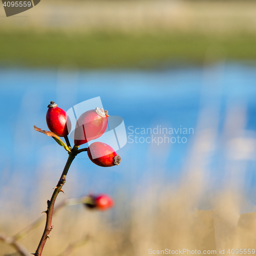 Image of Ripe rosehips on a twig