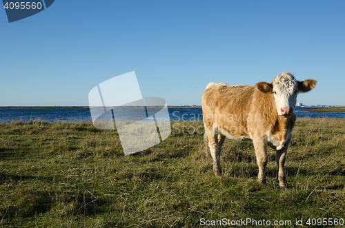 Image of Cow in a coastal pastureland