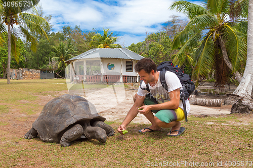 Image of Tourist feeding Aldabra giant tortoises on Curieuse island, Seychelles.