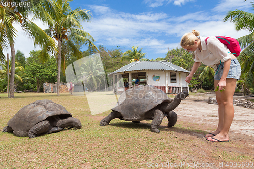 Image of Tourist feeding Aldabra giant tortoises on Curieuse island, Seyc