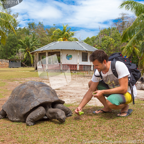 Image of Tourist feeding Aldabra giant tortoises on Curieuse island, Seychelles.