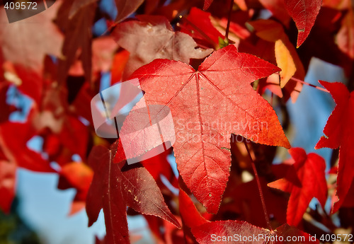 Image of red autumn leaf