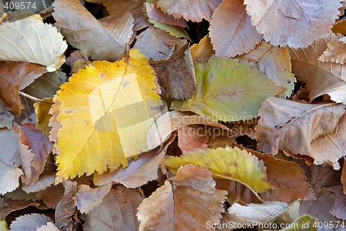 Image of autumn fall leaves