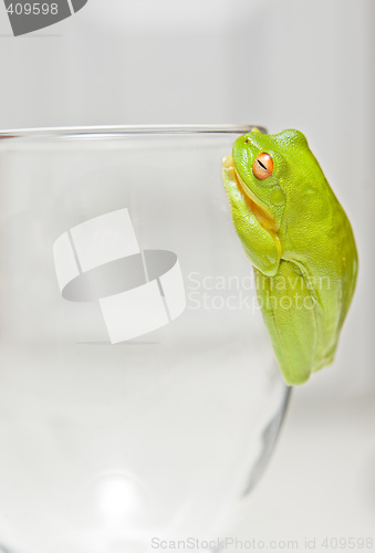 Image of green tree frog on glass