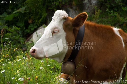 Image of Cows in the Salzburg County, Austria
