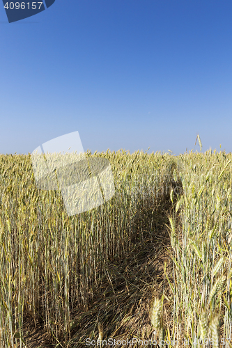 Image of immature yellowing wheat