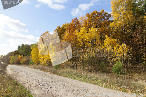 Image of road in the autumn season