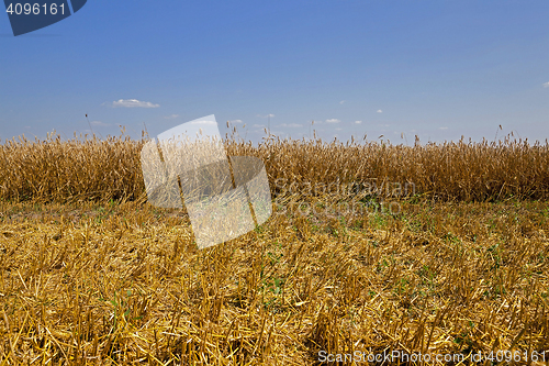 Image of cereals during harvest