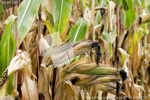 Image of ripe corn, autumn