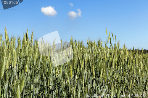 Image of Field with cereal