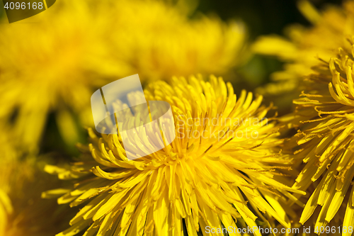 Image of yellow dandelions in spring