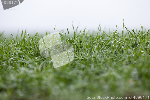 Image of young grass plants, close-up
