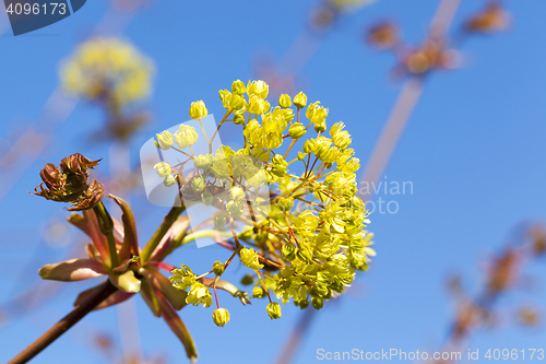 Image of flowering maple tree