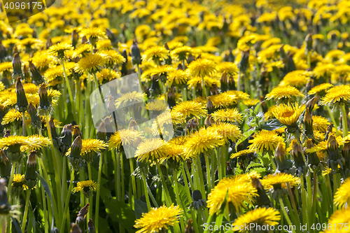 Image of yellow dandelions in spring