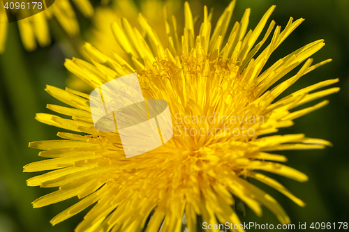 Image of yellow dandelions in spring