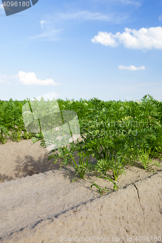 Image of Field with carrot