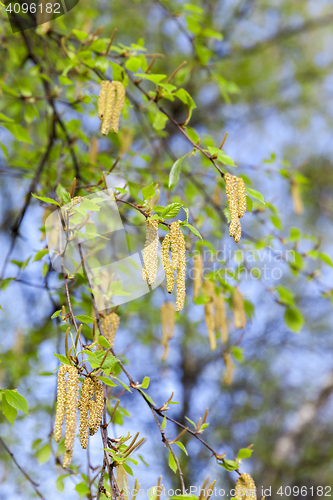Image of Young leaves of birch