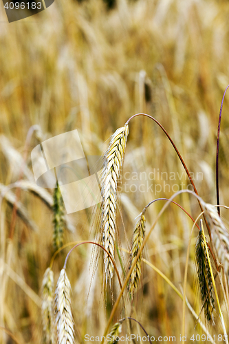 Image of ears of cereal