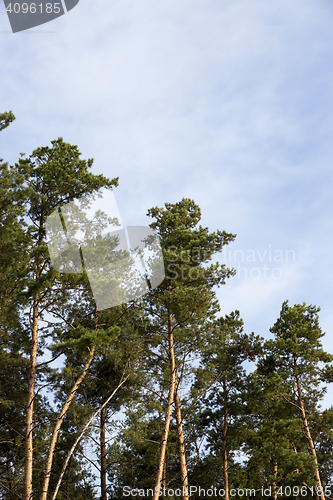 Image of photographed the tops of pines