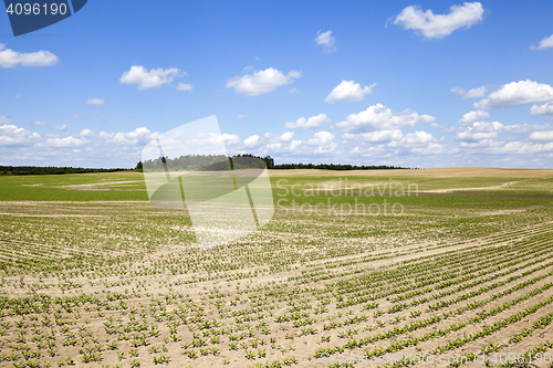 Image of field with beetroot