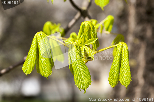 Image of green leaves of chestnut