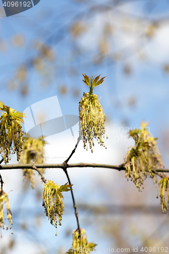 Image of flowering maple tree