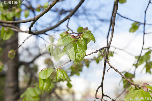 Image of young leaves of linden tree