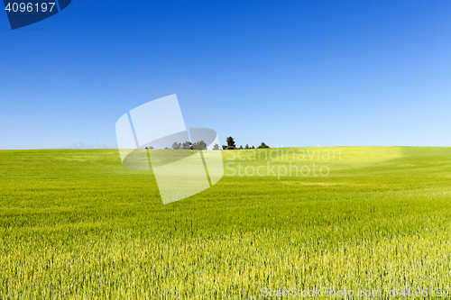 Image of Field with cereal