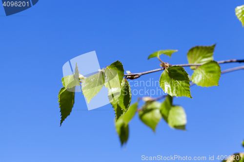 Image of Young leaves of birch