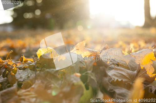 Image of autumn in the park