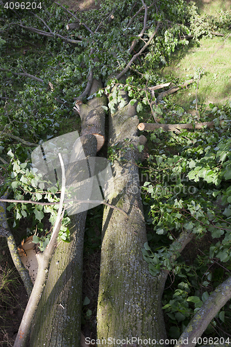 Image of destroyed a tree, close-up