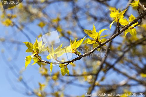 Image of linden trees in the spring