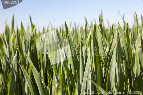 Image of Field with cereal