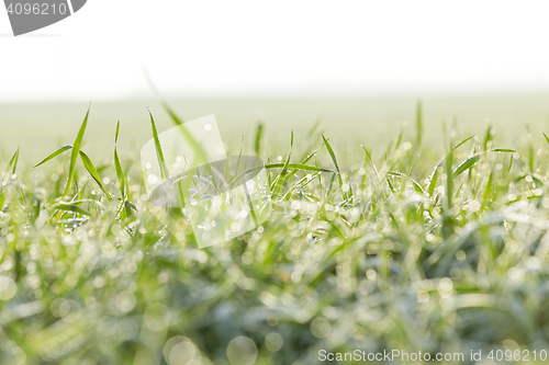 Image of young grass plants, close-up