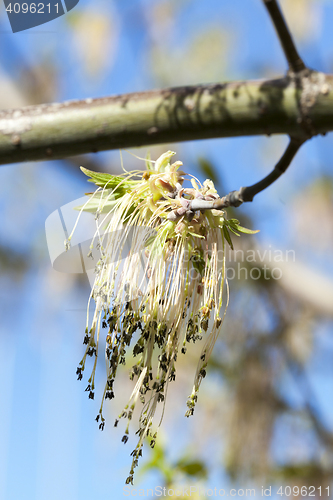 Image of flowering maple tree