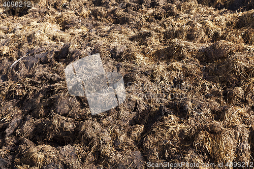 Image of are landed in a pile of manure