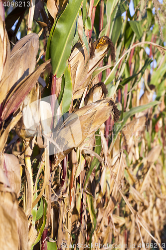 Image of yellowed ripe corn