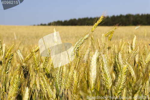 Image of ripening cereals in the field