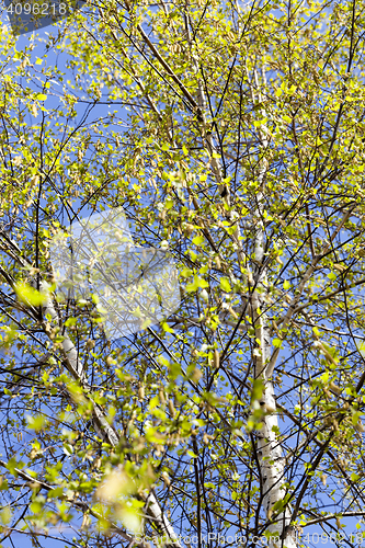 Image of young birch leaves