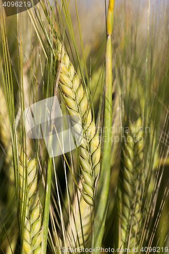 Image of Field with cereal