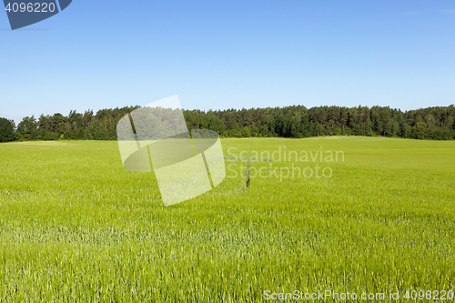 Image of Field with cereal