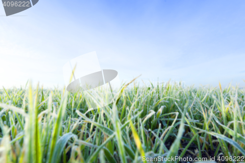 Image of young grass plants, close-up