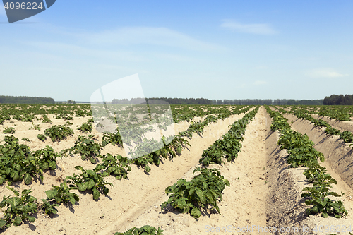 Image of Agriculture, potato field