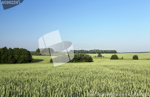 Image of Field with cereal