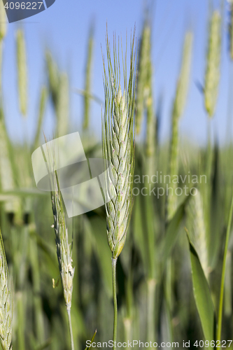 Image of Field with cereal